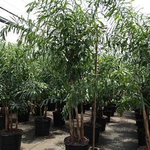 Foxtail Palm